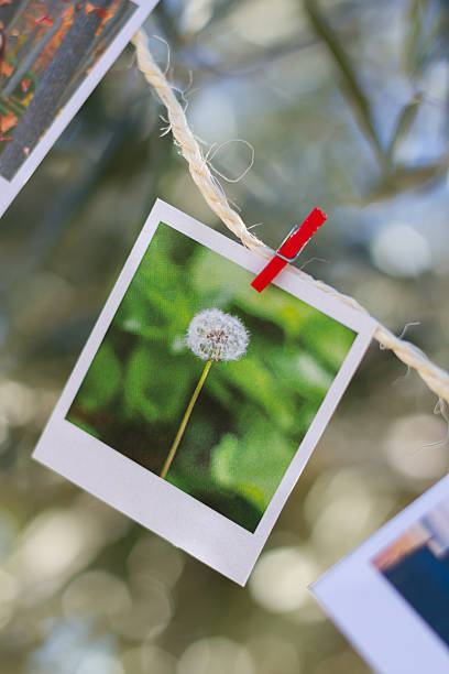 istock Set of photos hanging on clothesline. 525695767
