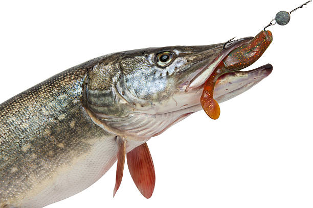 istock Pike with bait in mouth 525695845