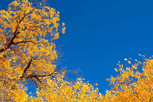 istock Poplar tree in autumn season, Ejina, Inner Mongolia, China 525713949