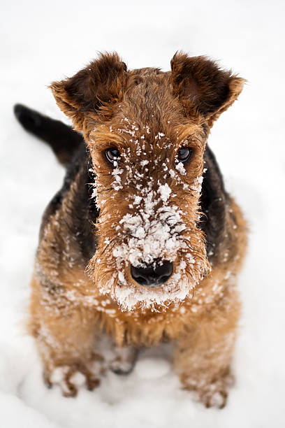 airedale terrier puppy dog sitting at snow cute airedale terrier puppy dog sitting at snow airedale terrier stock pictures, royalty-free photos & images