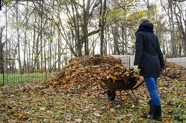 istock girl brought barrow leaves thrown in compost heap 525714291