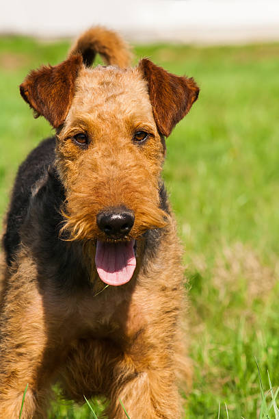 istock airedale terrier dog portrait 525714475