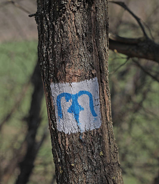 istock Blue M character sign tourist hiking route on a tree 525715013