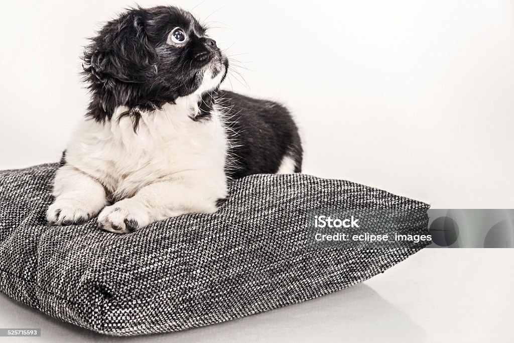 Puppy dog Animal Stock Photo