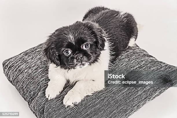 Little Puppy Stock Photo - Download Image Now - Animal, Animal Hair, Animal Mouth