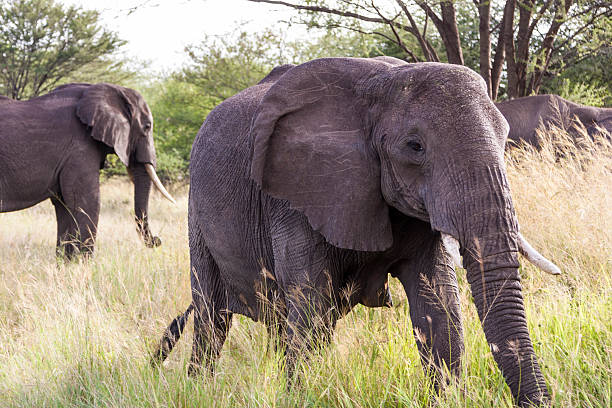istock Grazing Elephants In Serengeti National Park 525716279