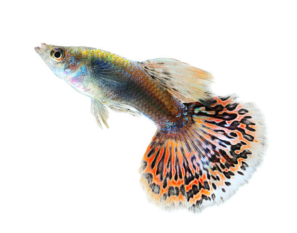 istock Beautiful Guppy Isolated on Black Background 525716951