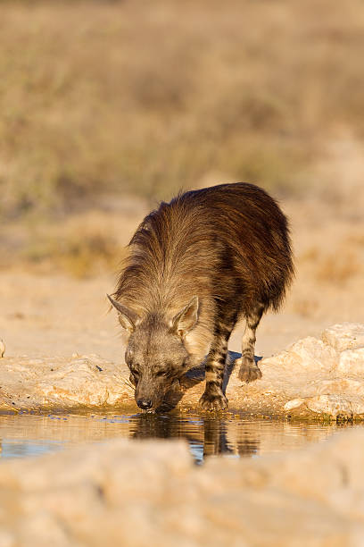 istock Brown Hyena drinking at waterhole 525717427