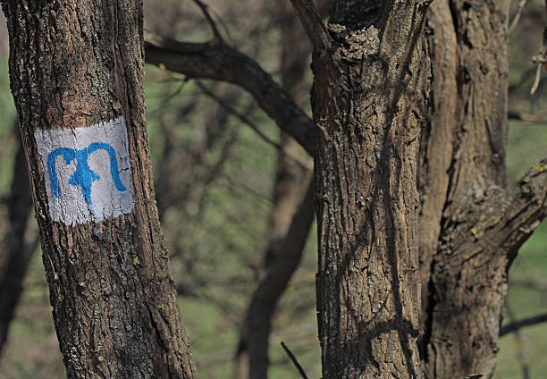 istock Blue M character sign tourist hiking route on a tree 525717661