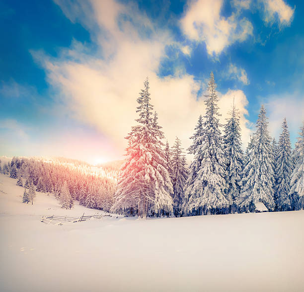 istock Beautiful winter sunrise in the mountain forest. 525720667
