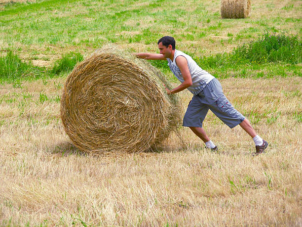 istock Preparation of hay. 525725604