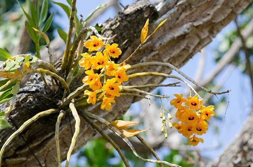 Yellow epiphytic dendrobium orchid growing on tree. Santo Domingo, Heredia, Costa Rica.