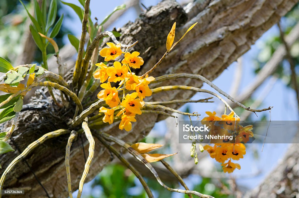 Foto de Amarelo Orquídea Dendrobium Epífitas Crescendo De Árvore e mais  fotos de stock de Dendrobium - iStock