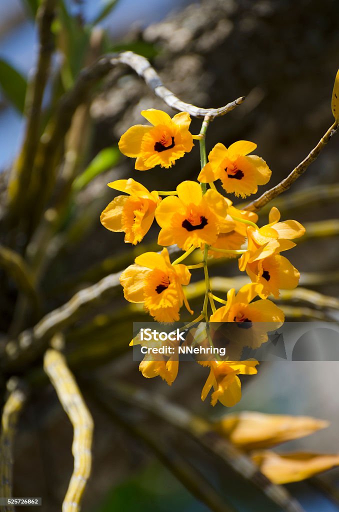 Foto de Amarelo Orquídea Dendrobium Epífitas Crescendo De Árvore e mais  fotos de stock de Amarelo - iStock
