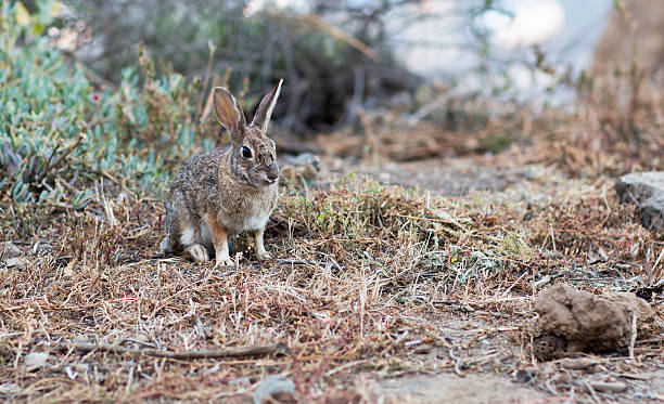 istock Portrait of a wild grey rabbit. 525726896