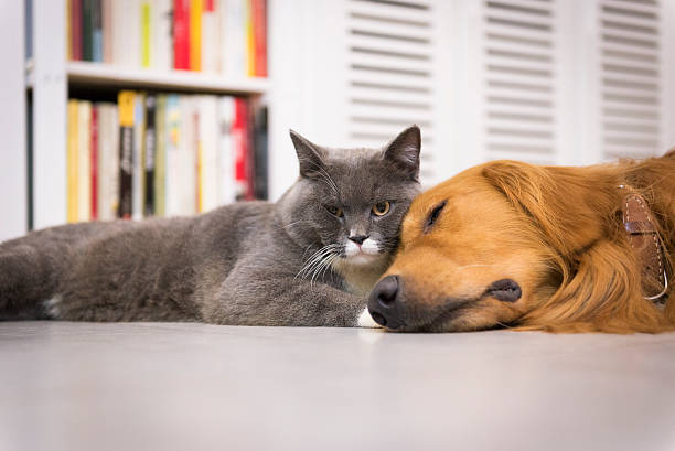istock British Shorthair cat and golden retriever 525728832
