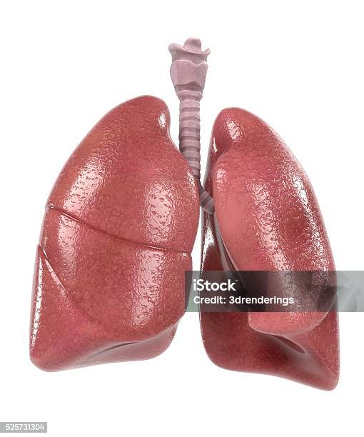 Foto de Sistema Respiratório Humano e mais fotos de stock de Anatomia - Anatomia, Brônquio - Traqueia, Brônquio - Árvore brônquica