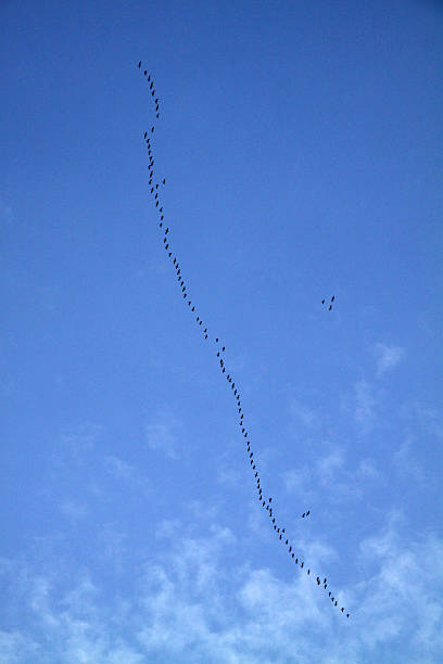 gansos migratórios - vogelzug imagens e fotografias de stock