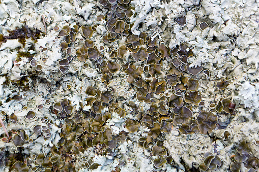 Lichen on a rock in spring. texture.