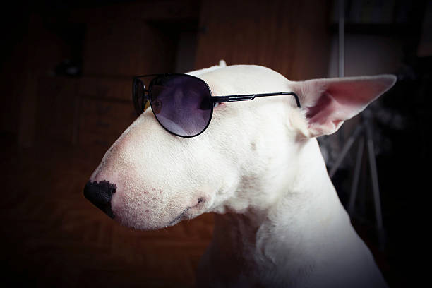 istock White English bull Terrier in sunglasses 525732956