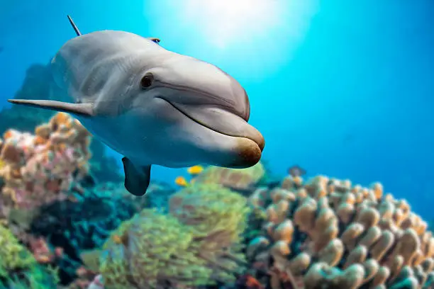 dolphin underwater on reef background looking at you