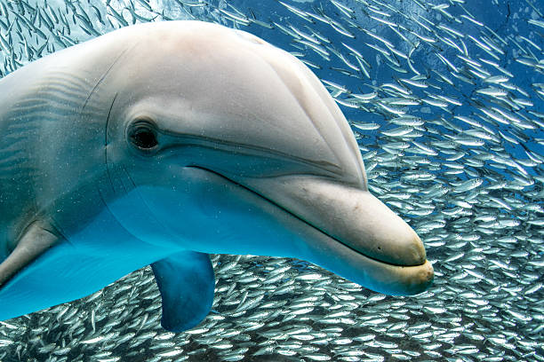 istock dolphin smiling eye close up portrait 525733162