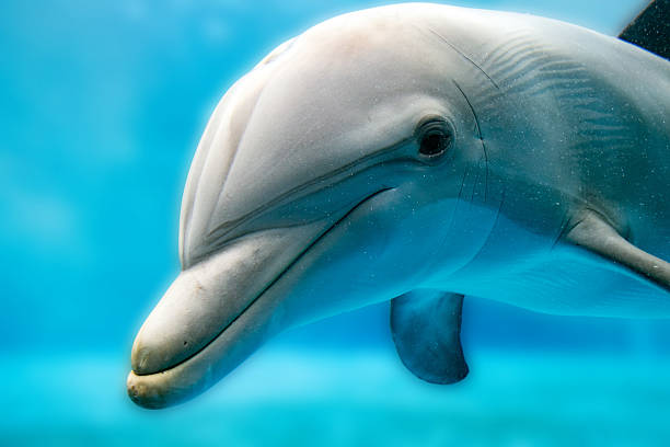 istock dolphin smiling eye close up portrait 525733176