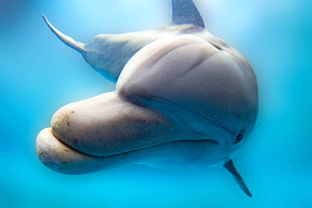 istock dolphin smiling eye close up portrait 525733212