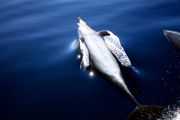 istock Bottlenose Dolphin Angel with Halo Swimming Upside Down 525733538