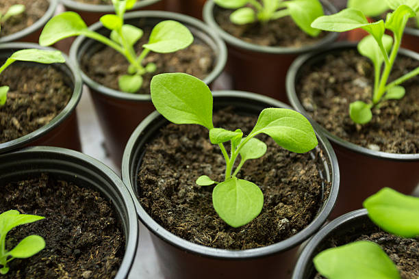 istock Pitunia seedlings in plastic flower pots 525733724