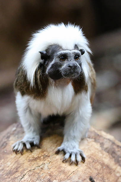 istock Saguinus oedipus on wooden log 525733728
