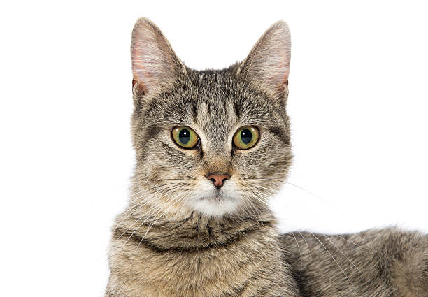 istock Portrait of tabby cat 525734622