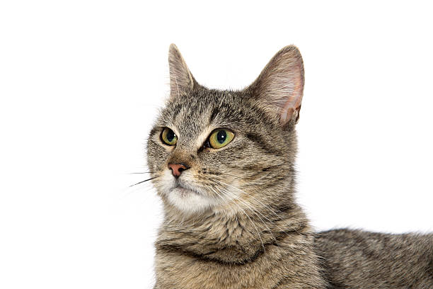 istock Portrait of tabby cat 525734640