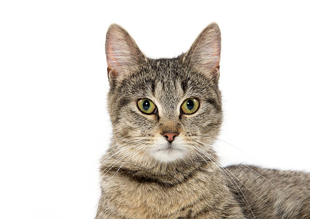istock Portrait of tabby cat 525734658