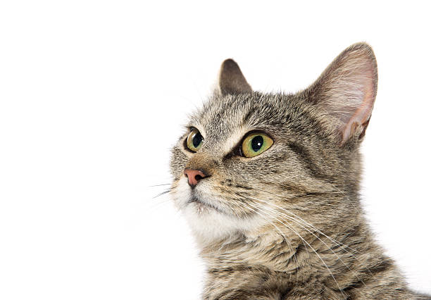 istock Portrait of tabby cat 525734674