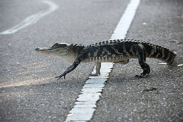 istock American alligator crossing the road 525735282