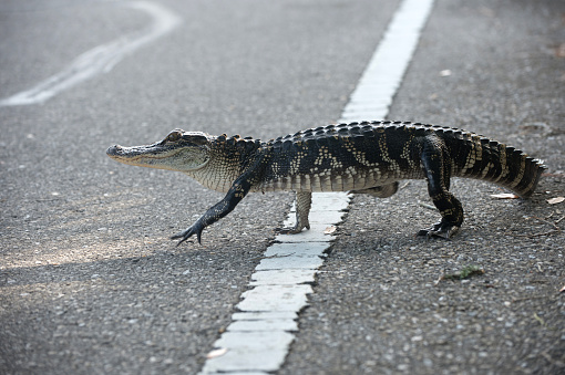 An American Alligator crosses a road in St. Marks National Wildlife Refuge, Florida.