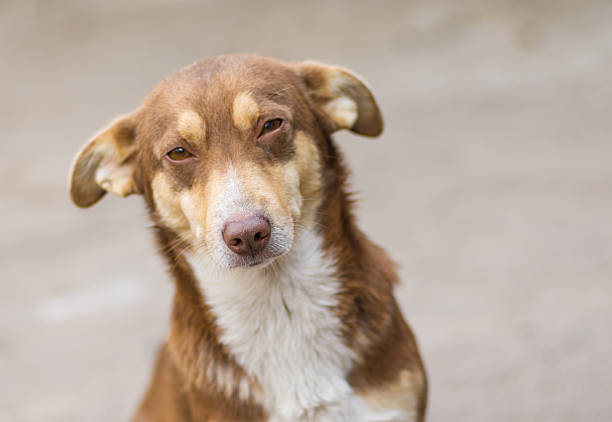 istock Portrait of cute dog 525735411