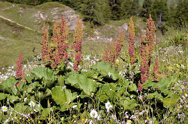 Alpine dock flower Alpine dock flower (Rumex alpinus) near of La Plagne in the French Alps rumex alpinus stock pictures, royalty-free photos & images