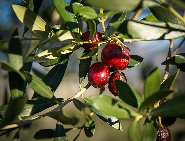 istock Olives, Andalusia, Spain 525736411