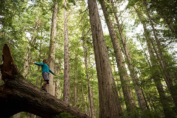 istock Hiking in stunning nature 525737210