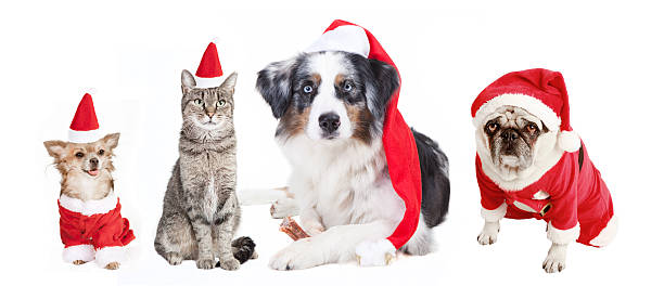 istock Dogs and Cat Christmas 525737327