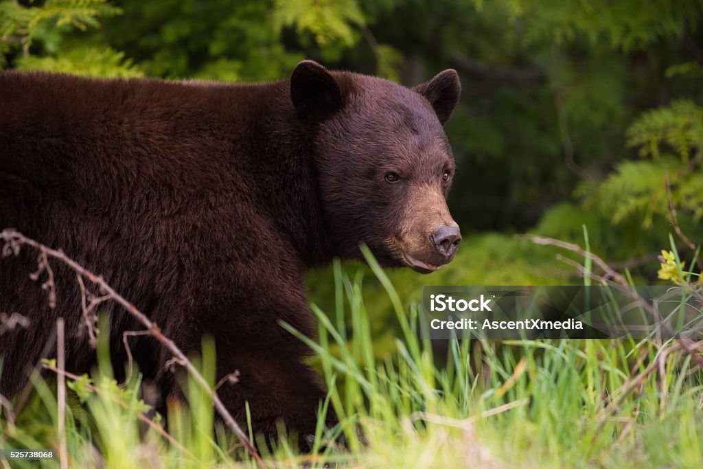 Close up of a wild Black Bear American Black Bear Stock Photo