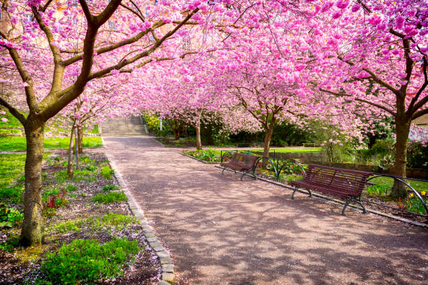 kirsche baum park in voller blüte - scenics pedestrian walkway footpath bench stock-fotos und bilder