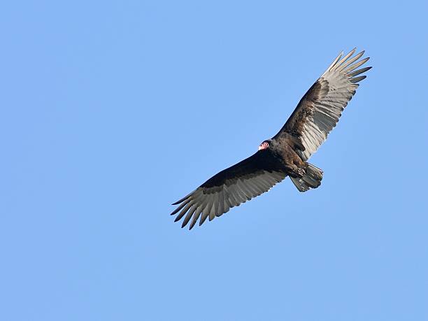 istock Turkey Vulture Soaring Against Brilliant Blue Sky 525738227