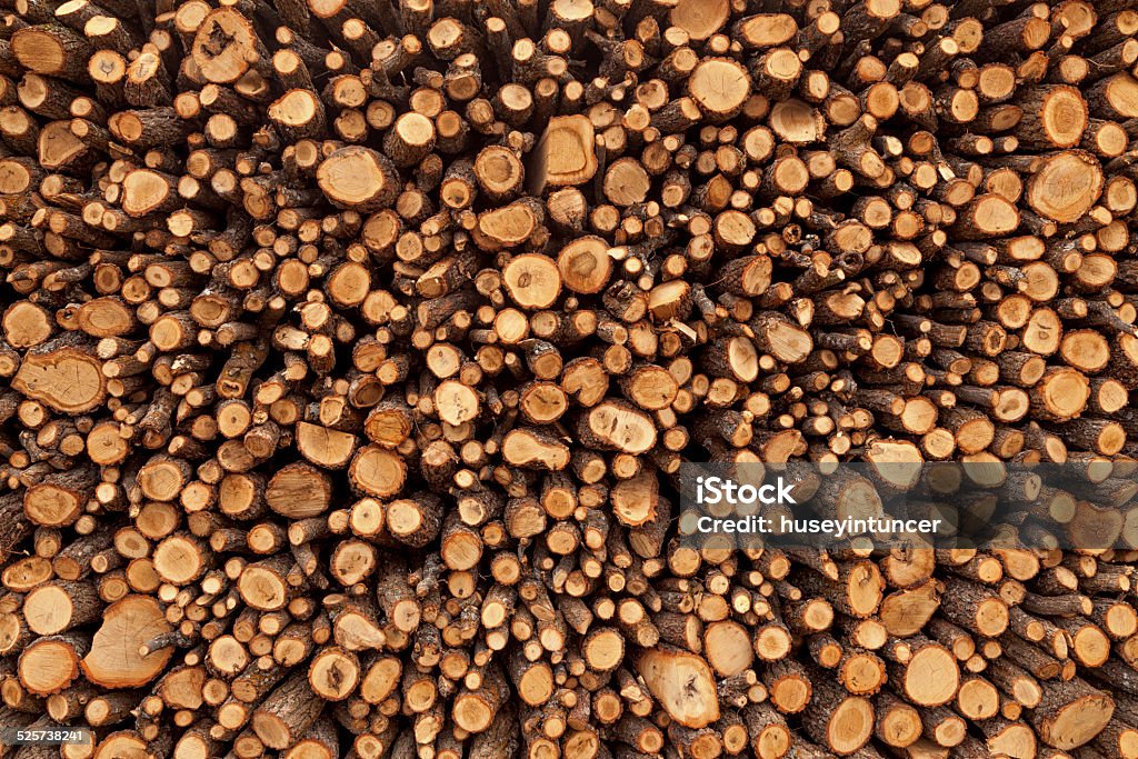 Piles of Wood stacked and cut logs Cedar Tree Stock Photo