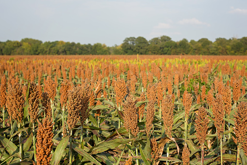 A field of grain sorghum ready for harvest in Louisiana