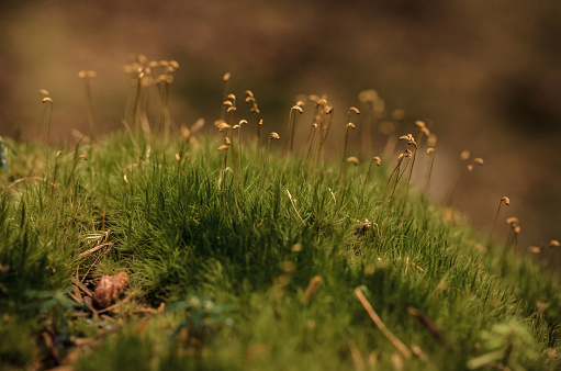 Macro shot of moss with sprouts