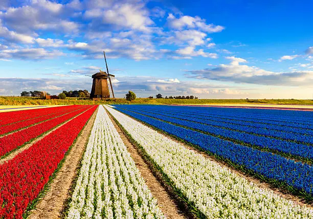Photo of Hyacinths and Windmill