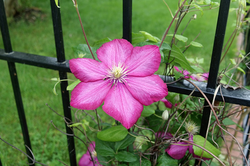 Flowers of perennial clematis vines in the garden. Beautiful clematis flowers near the house.